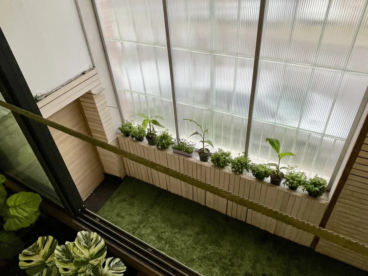 Verrière intérieure plantée : jeunes pousses en jardinière et tapis végétal